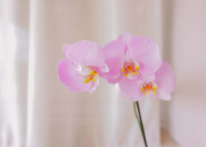 La Rosa Dei Venti בית הארחה